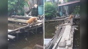 สาววอนช่วยลุงกับสุนัข 3 ตัว หลังพบอาศัยบ้านเก่าทรุดโทรม-สะพานข้ามชำรุด