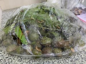 หมอเตรียมรวบรวมพิสูจน์สายพันธุ์ “ลูกเนียง” หลังพบผู้ป่วยกินปริมาณมาก ฉี่ไม่ออก-ไตวาย