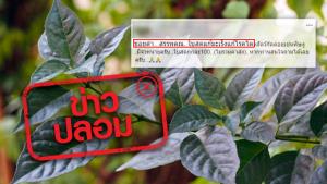 ข่าวปลอม! ใบข่อยดำรักษาโรคมะเร็ง