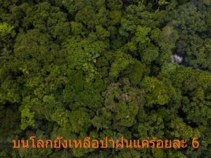WWF-ประเทศไทย ชี้เป้า “ป่าฝนช่วยลดโลกร้อน” แต่พื้นที่ป่าเหลือแค่ร้อยละ 6