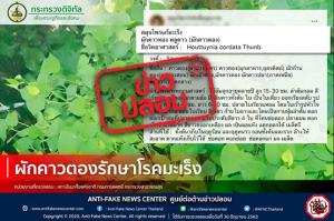 ข่าวปลอม! ผักคาวตองรักษาโรคมะเร็ง