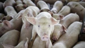 “หมอยง” โพสต์แจง ไข้หวัดหมูสายพันธุ์ใหม่ วอนอย่าตื่นตระหนก เผย เป็นเพียงการศึกษาของประเทศจีน