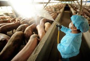 กรมควบคุมโรค ยันไทยยังไม่พบไวรัสหวัดหมูสายพันธุ์ใหม่ G4 ในหมูไทย