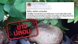 ข่าวปลอม! หัวว่านสบู่เลือดดองเหล้ารักษามะเร็งได้