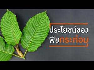 ประโยชน์ของพืชกระท่อม เมื่อมีสรรพคุณเป็นยา