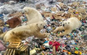 ภาพฝูงหมีขาวหากินจากกองขยะเมื่อปี 2018 (Alexander GRIR / AFP) 