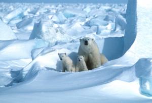แม่หมีขาวและลูกหมี (Steven C. AMSTRUP / POLAR BEARS INTERNATIONAL / AFP) 
