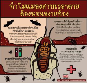 แมลงสาบเวลาตายทำไมต้องนอนหงายท้อง