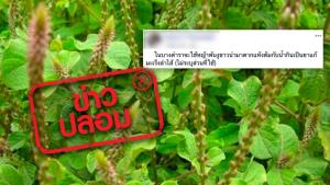 ข่าวปลอม! สมุนไพรหญ้าพันงูขาว ช่วยรักษาโรคมะเร็งลำไส้