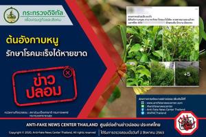 ข่าวปลอม! ต้นอังกาบหนูรักษาโรคมะเร็งได้หายขาด