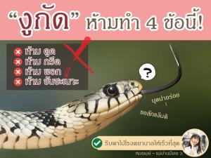 หมอเตือน! งูกัดห้ามทำ 4 ข้อนี้  ดูดพิษ-กรีด-พอก-ขันชะเนาะ แนะส่ง รพ.ให้ไวที่สุด