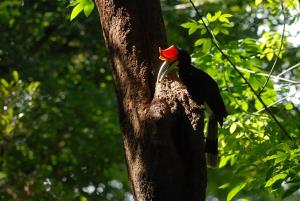 สิ้นฤดูกาลทำรังนกเงือก! พบ “นกชนหิน” เข้าโพรงรังในผืนป่าบูโด