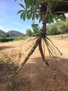 หยุดปลูก!! เฉลิมชัย สั่งควบคุมโรคใบด่างมันสำปะหลัง หลังพบการระบาดเพิ่มกว่า 3 แสนไร่