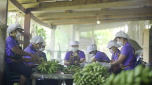 “กล้วยเมืองลุง” จากวิสาหกิจชุมชนยกระดับสู่เซเว่นฯ กระจายไปกว่า 1,500 สาขา ตั้งเป้าบุกตลาดต่างประเทศ