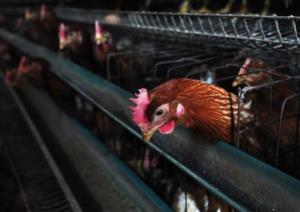 เซินเจิ้นตรวจพบเชื้อโควิดบน “ปีกไก่แช่แข็ง” นำเข้าจากบราซิล