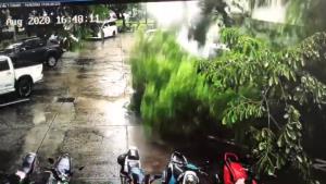จุฬาฯ อาเพศ? “ฟองสนาน” เผยคลิปต้นไทรล้ม จังหวะที่นิสิตกลุ่มปลดแอก ประท้วงพาดพิงเบื้องสูง