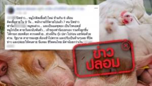 ข่าวปลอม! หมู-ไก่ เป็นโรคเอดส์ ชี้เรื่องนี้เป็นเท็จตั้งแต่ปี 51 แล้วนำแชร์ซ้ำทุกปี