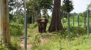 เตือนระวัง! ช้างป่าสีดอแก้วตกมันหนีจากพื้นที่กักกันฯ หวั่นทำร้ายชาวบ้านซ้ำ