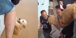 ชื่นชม! พลเมืองดี-กู้ภัย ช่วยเหลือสุนัขพลัดตกน้ำขึ้นมาอย่างปลอดภัย ชาวเน็ตแซว “ไม่ขอบคุณซักคำ” (ชมคลิป)