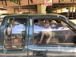ทาสหมาใจสลาย! หมา 3 ตัวถูกขัง ในรถยนต์ที่เปิดกระจกไว้นิดเดียวหลายวันแล้ว