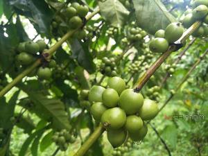 ปลุกตำนาน “กาแฟโบราณ” อายุ 200 ปี อ.ละงู ลุยโค่นสวนยางปลูกกาแฟพันธุ์โรบัสต้า