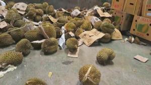 (ชมคลิป) จีนทำลายทุเรียนเถื่อนเกือบ 50 ตัน ย้ำรับราชาผลไม้จาก ‘ไทย-มาเลย์’ เท่านั้น