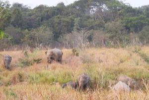 อาละวาดหนัก! จ่อขุดคูยาว 105 กม. ป้องกันช้างป่าดงใหญ่ ออกหากินทำลายพืชสวนไร่นา ทำร้ายชาวบ้าน