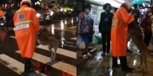 น่ารัก! ตร.จราจร ช่วยสุนัขจรจัดข้ามถนนในวันฝนตก ชาวเน็ตเห็นแล้วยิ้มตาม