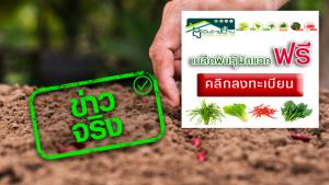 ข่าวจริง! กระทรวงเกษตรฯ เปิดให้ลงทะเบียนรับเมล็ดพันธุ์พืชผักสวนครัว ฟรี!