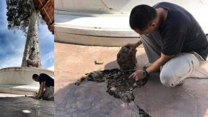 ผงะ! ต้นยางนาหน้าหออินทขิล อายุกว่า 200 ปี วัดดังเชียงใหม่ใกล้ตาย เหตุเทคอนกรีตทับราก