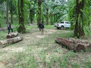 ค้นหาไม้ซุงถูกลอบตัดในป่าสงวนฯ ล่าสุดพบถูกซุกในสวนยาง-ปาล์มของผู้นำชุมชน