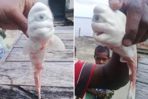 ผงะ!ชาวประมงอินโดนีเซียพบลูกฉลามเผือกสุดประหลาดมีตาเดียว