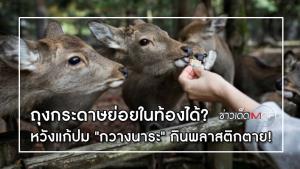 นักธุรกิจผลิตถุงกระดาษย่อยในท้องได้! หวังแก้ปม "กวางนาระ" กินพลาสติกตาย!