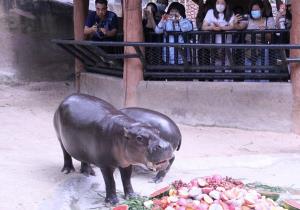 “หมูต๋น”  ฮิปโปแคระอายุครบ 1 ปีแล้ว สวนสัตว์เปิดเขาเขียวจัดเค้กชุดใหญ่ฉลอง