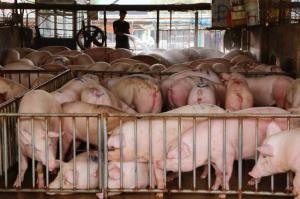 เวียดนามเซ็นข้อตกลงนำเข้าเนื้อหมูอเมริกัน $500 ล้าน