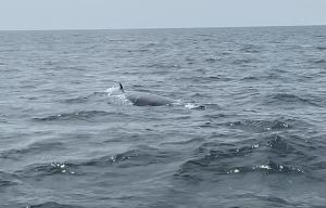 เริ่มแล้วเทศกาลชมวาฬบรูด้า ที่หาดเจ้าสำราญ