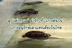 ดู “เต่าทะเล” น่ารัก ที่ “เกาะมันใน” เกาะอนุรักษ์เต่าแห่งเดียวในไทย