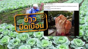 ข่าวบิดเบือน! ผักกาดขาวมักดูดซึมยาฆ่าแมลง เป็นเหตุทำให้คนไทยเป็นมะเร็งมากที่สุดในเอเชีย