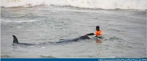 เกยตื้นครั้งล่าสุด!! ชมคลิปการข่วยชีวิตวาฬกว่า 100 ตัว ครั้งใหญ่สุดในศรีลังกา