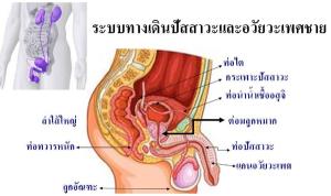 รู้รอบโรคต่อมลูกหมากโต (Benign Prostatic Hyperplasia)