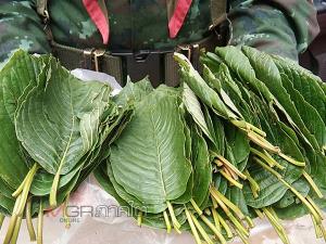 ร่าง พ.ร.บ.พืชกระท่อม ฉบับถอยหลังเข้าคลอง
