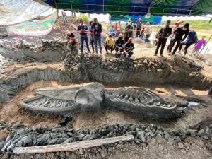พบโครงกระดูกวาฬดึกดำบรรพ์ 2,000 – 6,000 ปี! ที่บ้านแพ้ว สะท้อนความหลากหลายทางชีวภาพท้องทะเลไทยในอดีตที่สมบูรณ์