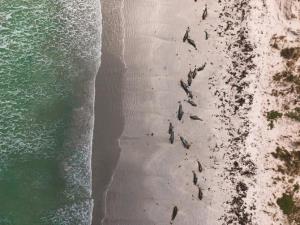 เกิดอะไรขึ้น! วาฬเกยตื้นหมู่อีกแล้ว ตายเกือบ 100 ตัว บนชายฝั่งเกาะนิวซีแลนด์