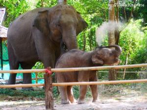 คลิปสุดท้าย “ชบาแก้ว" ก่อนล้มกะทันหัน ชี้เหตุอากาศเปลี่ยน ทำให้ติดเชื้อโรคเฮอร์ปีไวรัสในช้าง