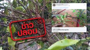 ข่าวปลอม! มะเร็งรักษาหายได้ ด้วยต้นกาฝากทับทิม