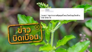 ข่าวบิดเบือน! กินใบกะเพราสดวันละครึ่งขีด ต้านเชื้อโควิด-19
