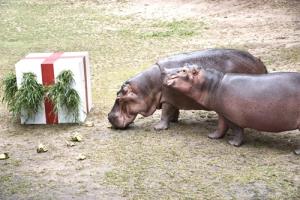 สวนสัตว์เปิดเขาเขียวฉลอง Merry Christmas &amp; Happy New Year มอบของขวัญให้สัตว์ป่า