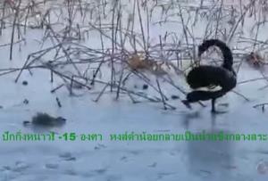 (ชมคลิป) ปักกิ่งหนาววว! -15 องศาเซลเซียส  หงส์ดำน้อยกลายเป็นน้ำแข็งกลางสระ