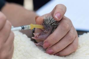 โควิดเป็นเหตุ! งานรักษาสัตว์ป่าล้นมือ ในรพ.สัตว์ป่า สหราชอาณาจักร