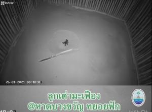 นาทีเต่ามะเฟืองน้อย ! หาดบางขวัญ ฟักไข่ลงทะเลชุดใหญ่ [ชมคลิป]